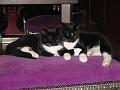 Spike & Zoey 4 november 2008 (2)